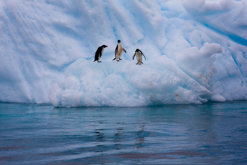 Adélie Penguins On Iceberg